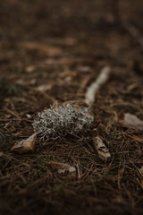 lichen covered the branch. it on the ground.