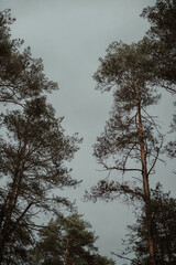 trees in the sky. pine forest