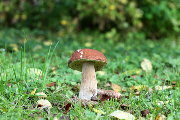 Boletus edulis (king bolete, porcini mushroom) in the forest. Selective focus.