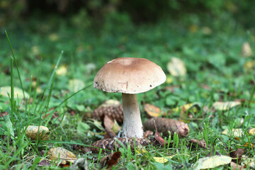 Boletus edulis (king bolete, porcini mushroom) in the forest. Selective focus.