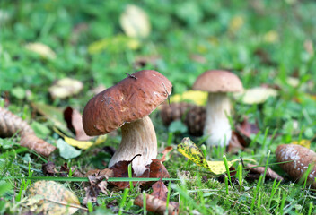 Boletus edulis (king bolete, porcini mushroom) in the forest. Selective focus.
