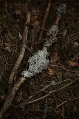 lichen covered the branch. it on the ground.