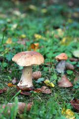 Boletus edulis (king bolete, porcini mushroom) in the forest. Selective focus.