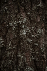 tree bark texture with lichen