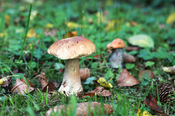 Boletus edulis (king bolete, porcini mushroom) in the forest. Selective focus.