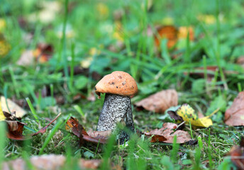 Mushrooms orange-cap boletus in the forest background, selective focus.
