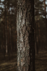 tree trunk in the forest