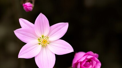 Delicate Pink Flower Bloom with Bud and Rose