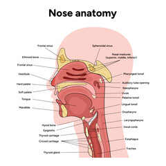 Obraz premium Bone structure of the nose with internal nose anatomy. Medical diagram infographic Otolaryngology