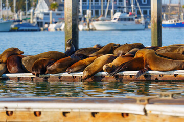 Sea Lions Resting on Dock in Oceanside, California