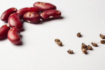 Kidney beans damaged by bean weevils show the consequences of pest infestation on agricultural...