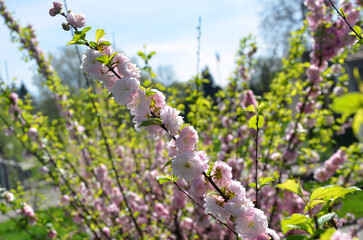 Pink spring blooming branch of a young almond tree. Gardening, planting, growing concept.Free copy space.