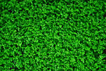 Dense Greenery Covers Wall with Small White Flowers