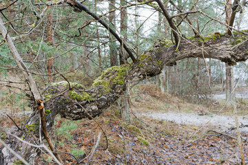 Pine forest with crooked and fallen trees in late autumn