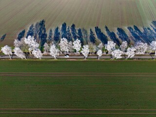 Weiße Allee aus Bäumen von Frost und Raureif überzogen und Schatten auf dem Feld, Winter, Eis,...