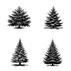 Spruce (Picea)