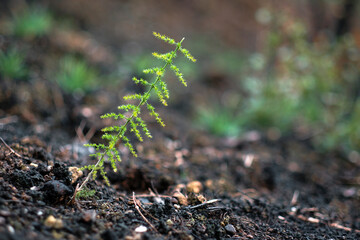 New fern growing in burned forest soil demonstrating hope and rebirth