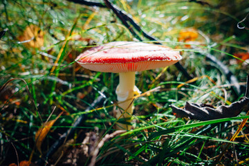 fly agaric mushroom In the grass