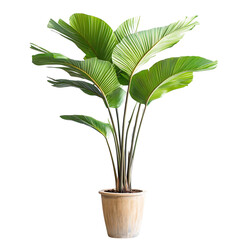 A Tall Potted Palm Plant with Large Fan Shaped Green Leaves Isolated on Transparent Background