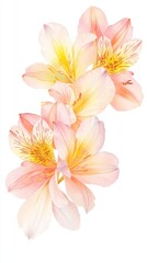 Fototapeta premium Vibrant watercolor depiction of alstroemeria flowers in shades of pink, yellow, and orange evokes a sense of elegance and freshness