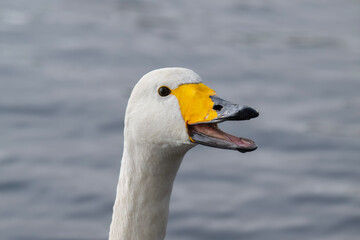 Whooper swan honking portrait close up