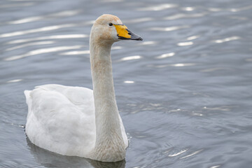 Whooper swan in water close up
