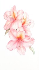 Fototapeta premium Delicate azalea blossoms in soft pink and coral hues, capturing the essence of springtime beauty through graceful watercolor techniques