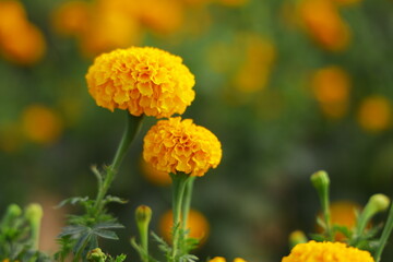 Mari gold or yellow flowers in the garden