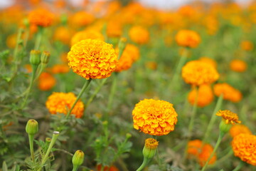 Obraz premium Mari gold or yellow flowers in the garden