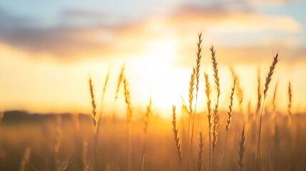 Obraz premium Golden wheat field under a stunning sunset sky evoking the beauty of rural landscapes : Generative AI