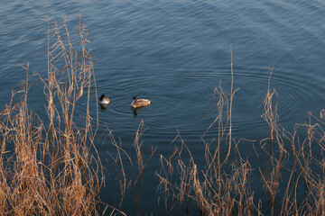 Two grebes swimming in a quiet pond.
