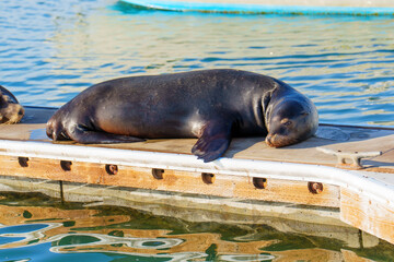 Fototapeta premium Single Sea Lion Relaxing on the Dock in Oceanside Harbor