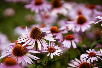 Beautifully colored flowers in spring. You can feel the warm and scents just from the pictures.