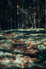 Moss and red mushroom