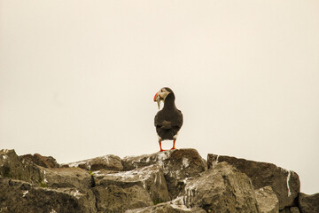 Puffin, Iceland