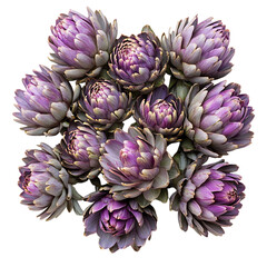 Obraz premium Freshly Harvested Artichokes with Purple Flowers Isolated on Transparent Background