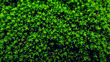 Obraz premium Wet green moss on the rocks