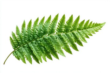 A vibrant green fern frond, isolated on a white background, showcasing its delicate, intricate details.