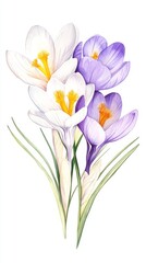 Obraz premium Delicate crocus blossoms showcase early spring's vibrant palette of purple, white, and yellow in a serene botanical illustration