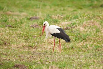 A White Stork Collecting Branches in a Meadow for its Nest