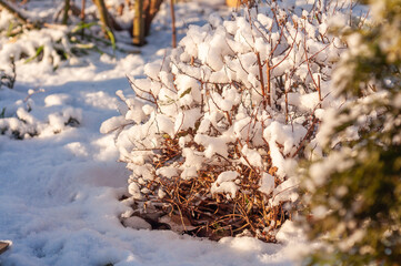 A small bush sits under a blanket of fresh snow, its branches catching the sunlight in the winter.