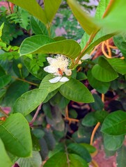 Koyya tree flowers