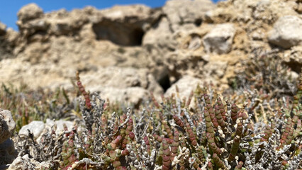 Moss on the rocks desert summer