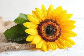 Fototapeta premium A single vibrant sunflower rests on burlap, showcasing its bright yellow petals and dark brown center.