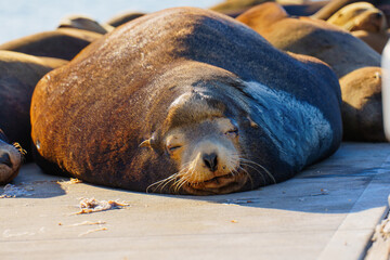 Close-Up of Slumbering Sea Lion on Dock in Oceanside, California