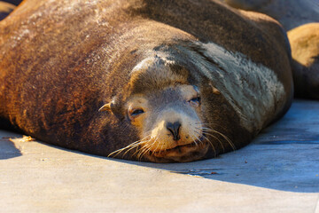 Relaxed Sea Lion Resting on Dock in Sunlit Oceanside, California