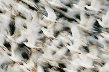 Motion Blur of a Flock of Birds in Flight Creating Dynamic Movement