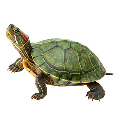 turtle animal