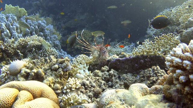 Juvenile devil firefish (Pterois miles) near coral reef. Common lionfish, Red Sea. Video footage