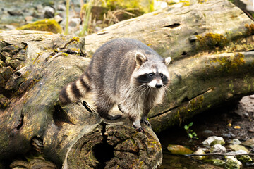raccoon on a tree